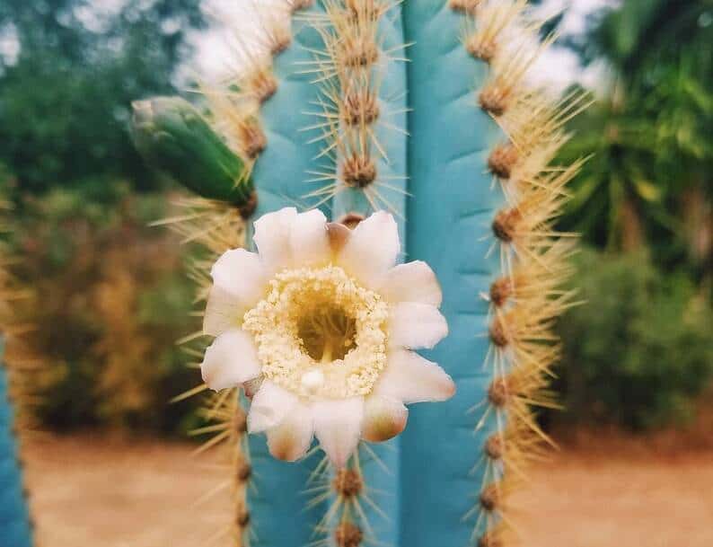 Blue Torch Cactus Ultimate Care And Growing Guide Plants Craze