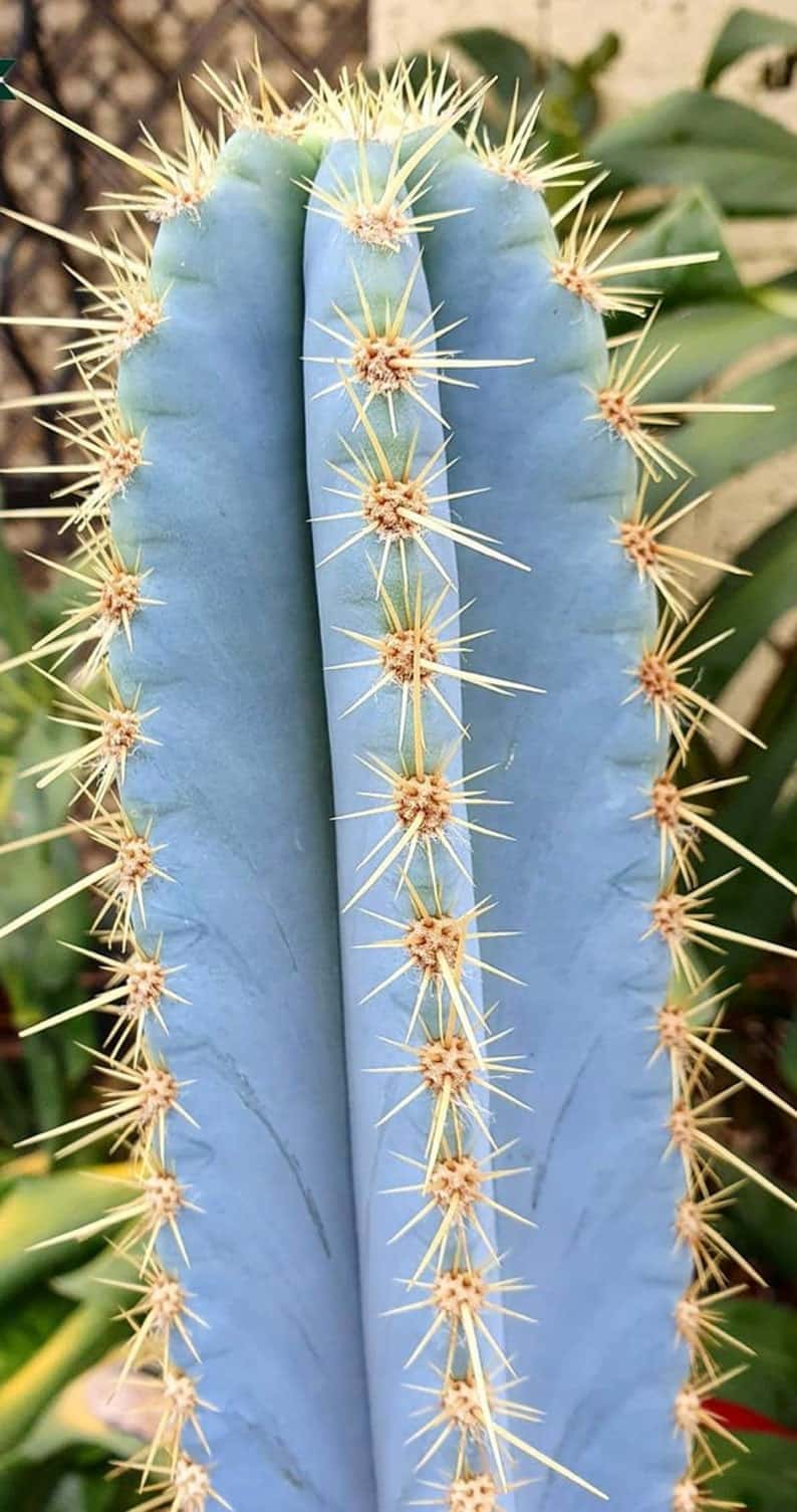 Blue Torch Cactus – Ultimate Care and Growing Guide - Plants Craze