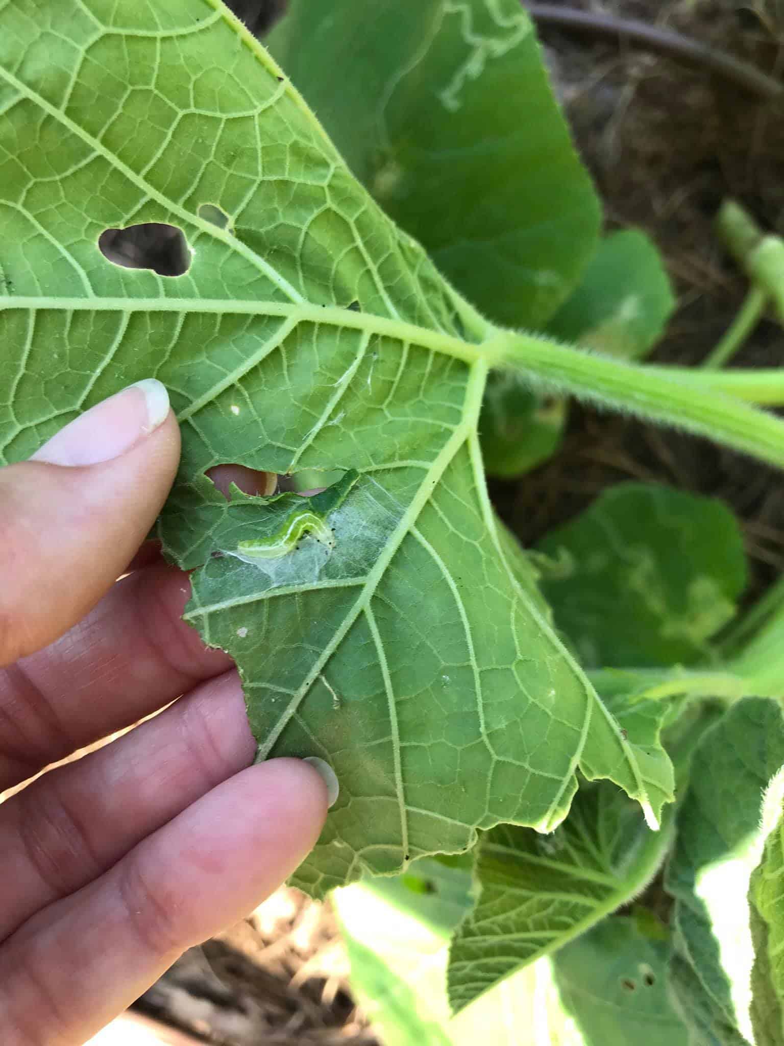 Image represents cabbage webworms in Broccoli leaves