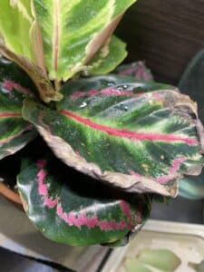 Edges of Calathea turning brown