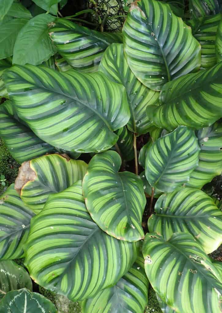 Fading leaf pattern of Calathea