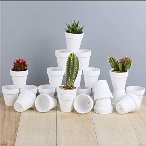 Ceramic Terracotta Pots for Ming Thing Cactus