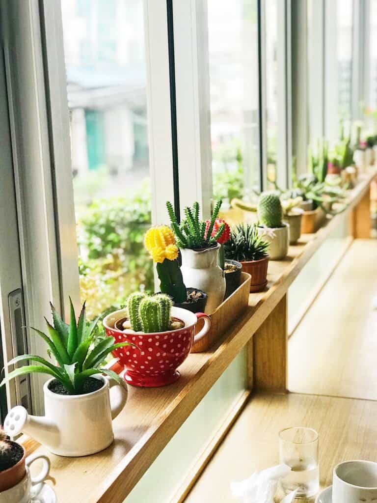 Collection of Cactus Indoors