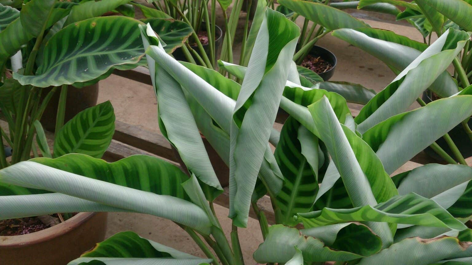 13 Common Calathea Plant Problems And Their Solutions Plants Craze prayer-plant-care-bonsai-primer