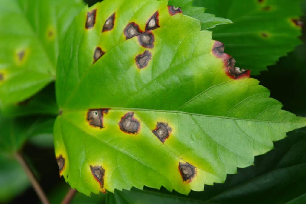 Brown spots in leaf due to bacterial infection