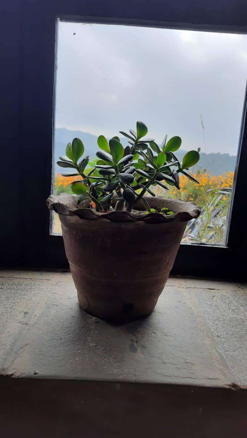 How To Deal With Jade Plant Sunburn? [Sure Shot Revival Tips!]