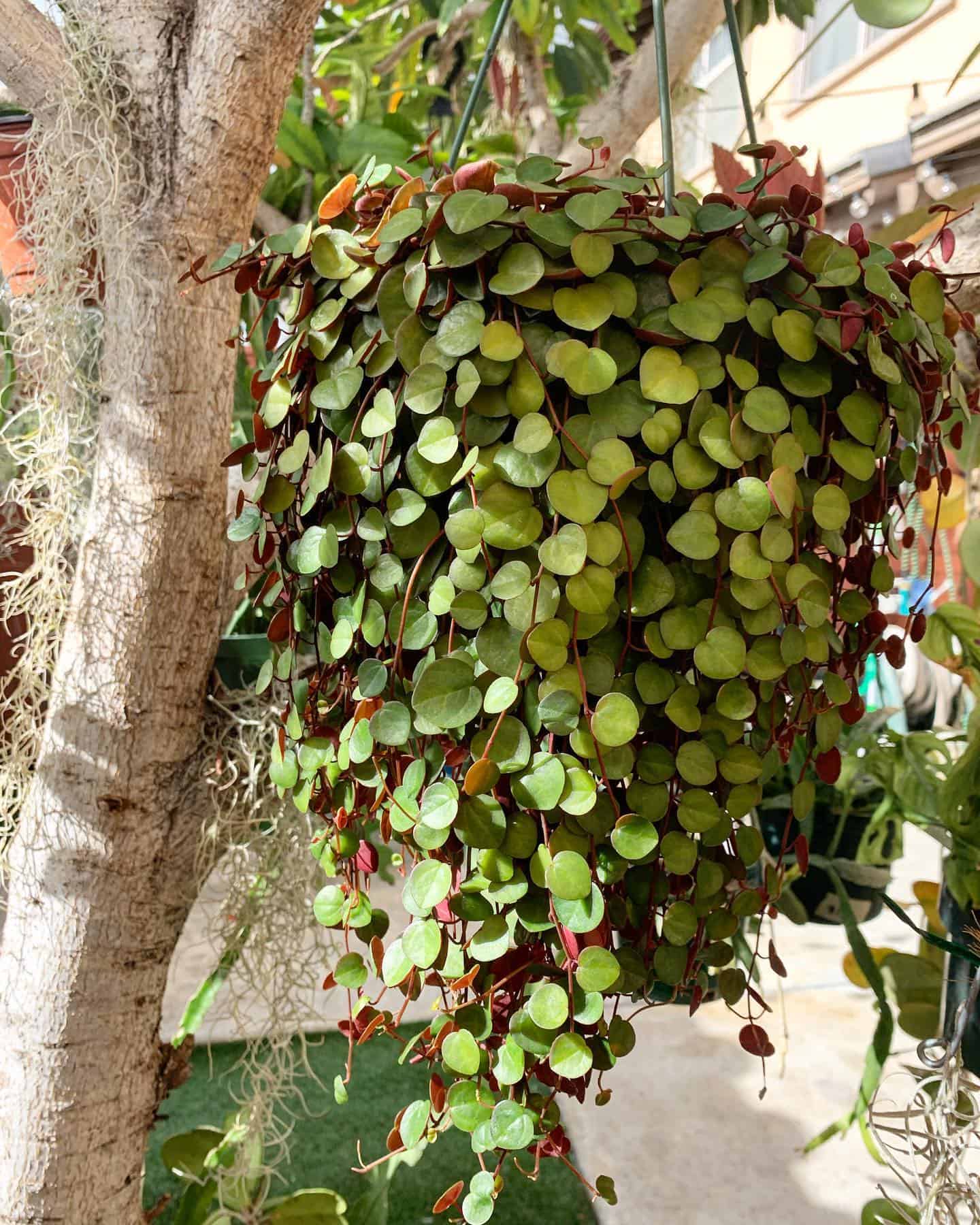 Image represents a leggy Peperomia Ruby Cascade plant