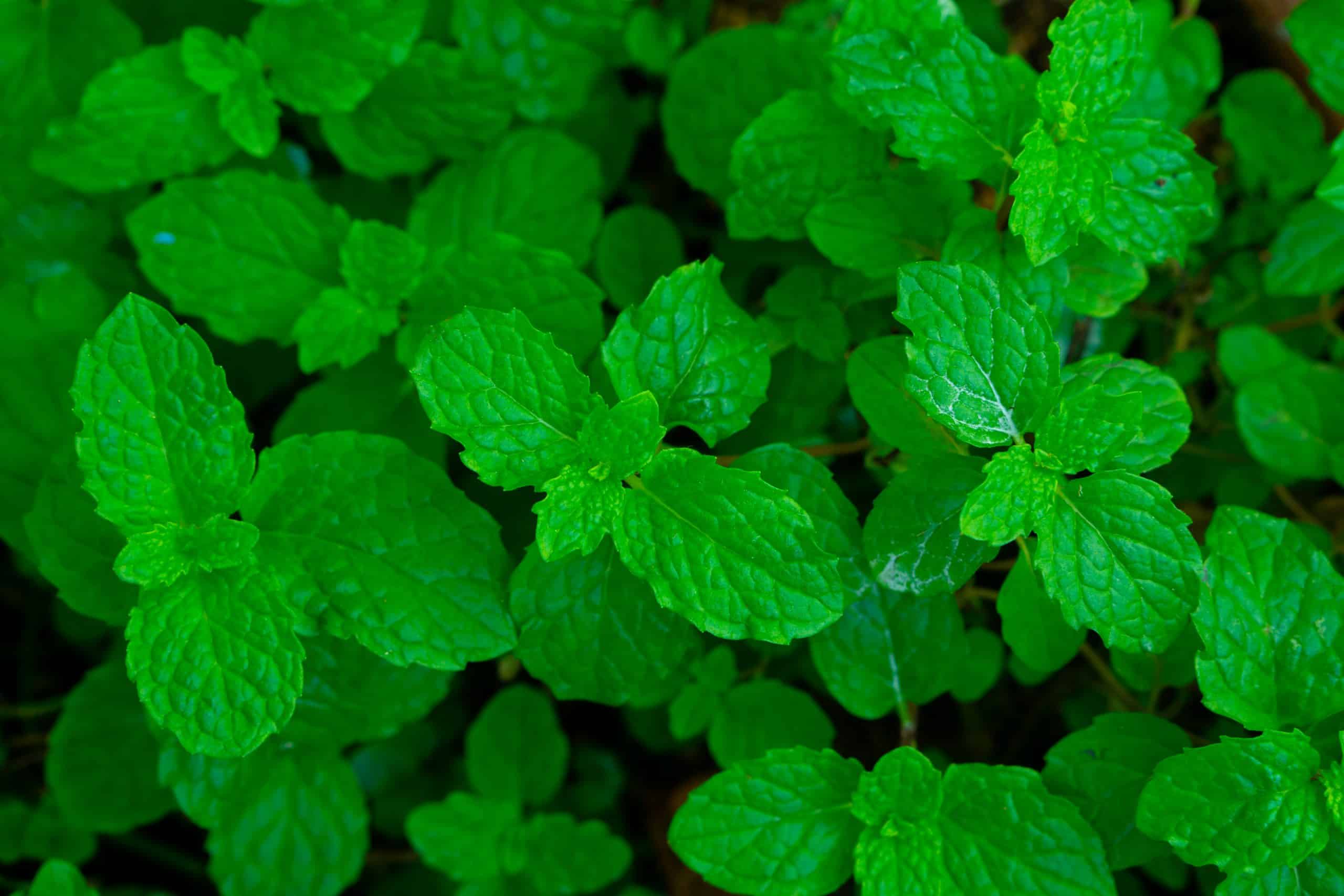 benefits-of-mint-leaves-jiji-blog