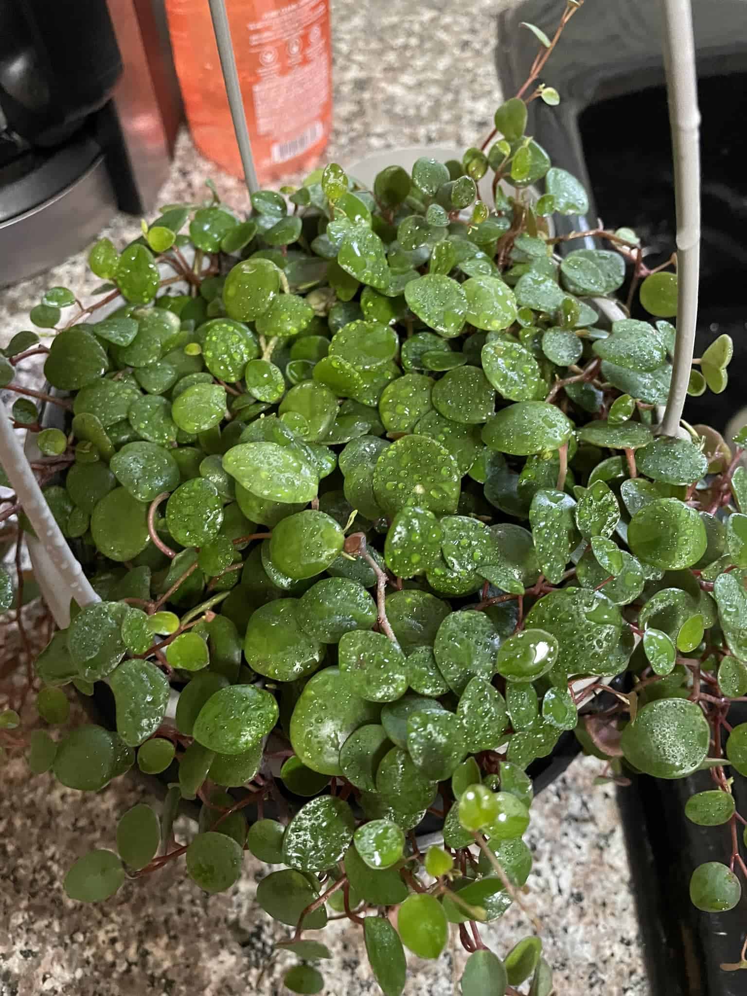 Image represents the process of misting Peperomia Ruby Cascade