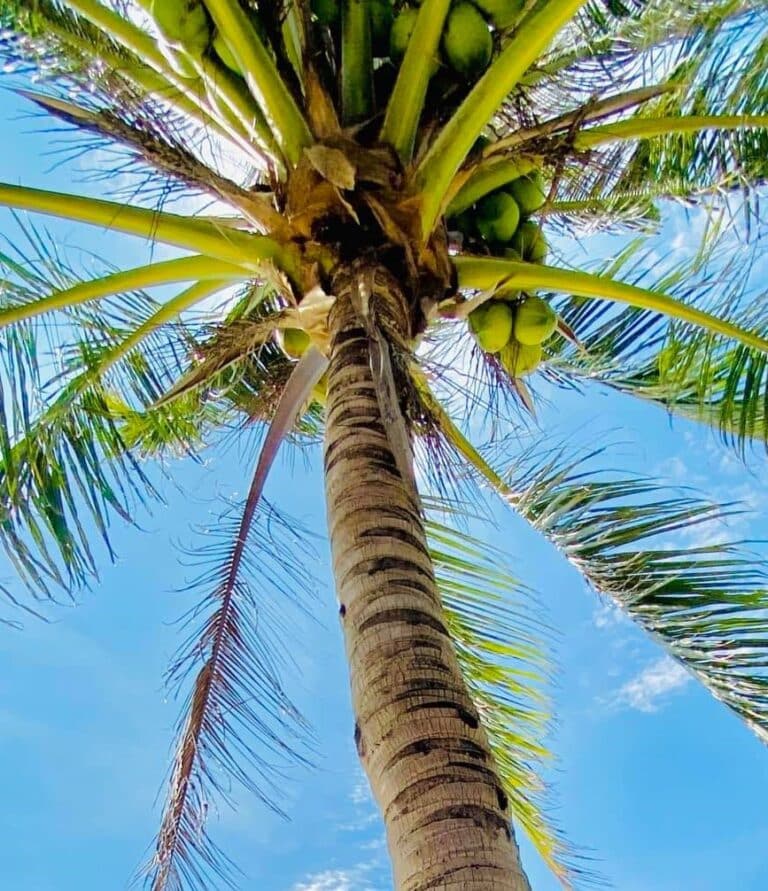 Where to Buy Palm Trees? Plants Craze