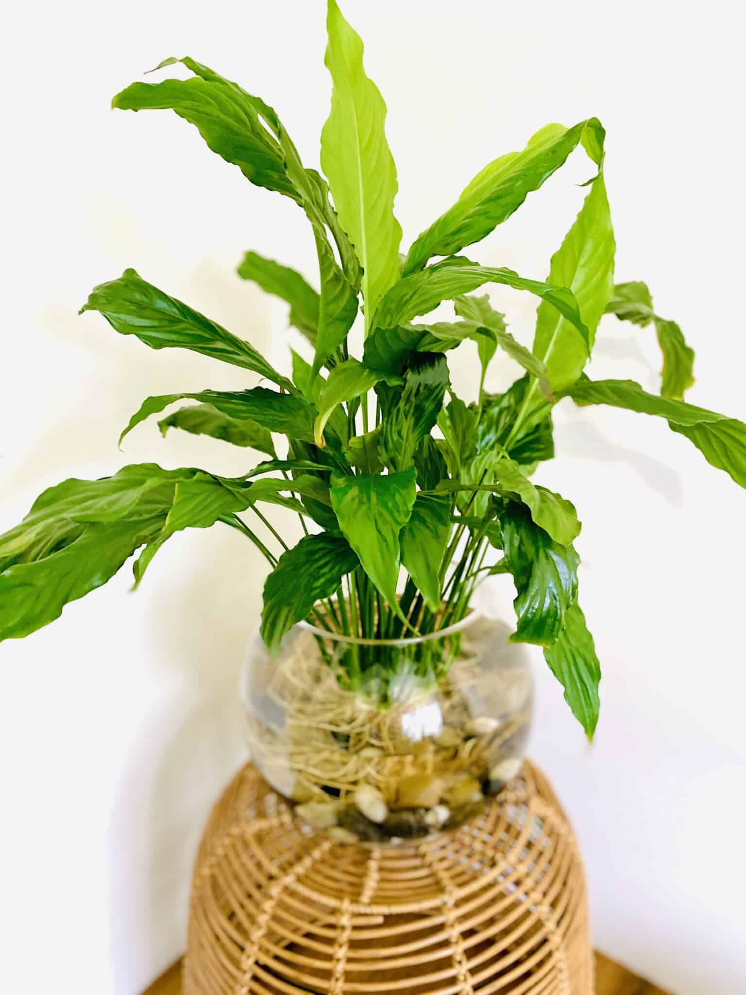 how-to-propagate-peace-lily-spathiphyllum-plants-craze