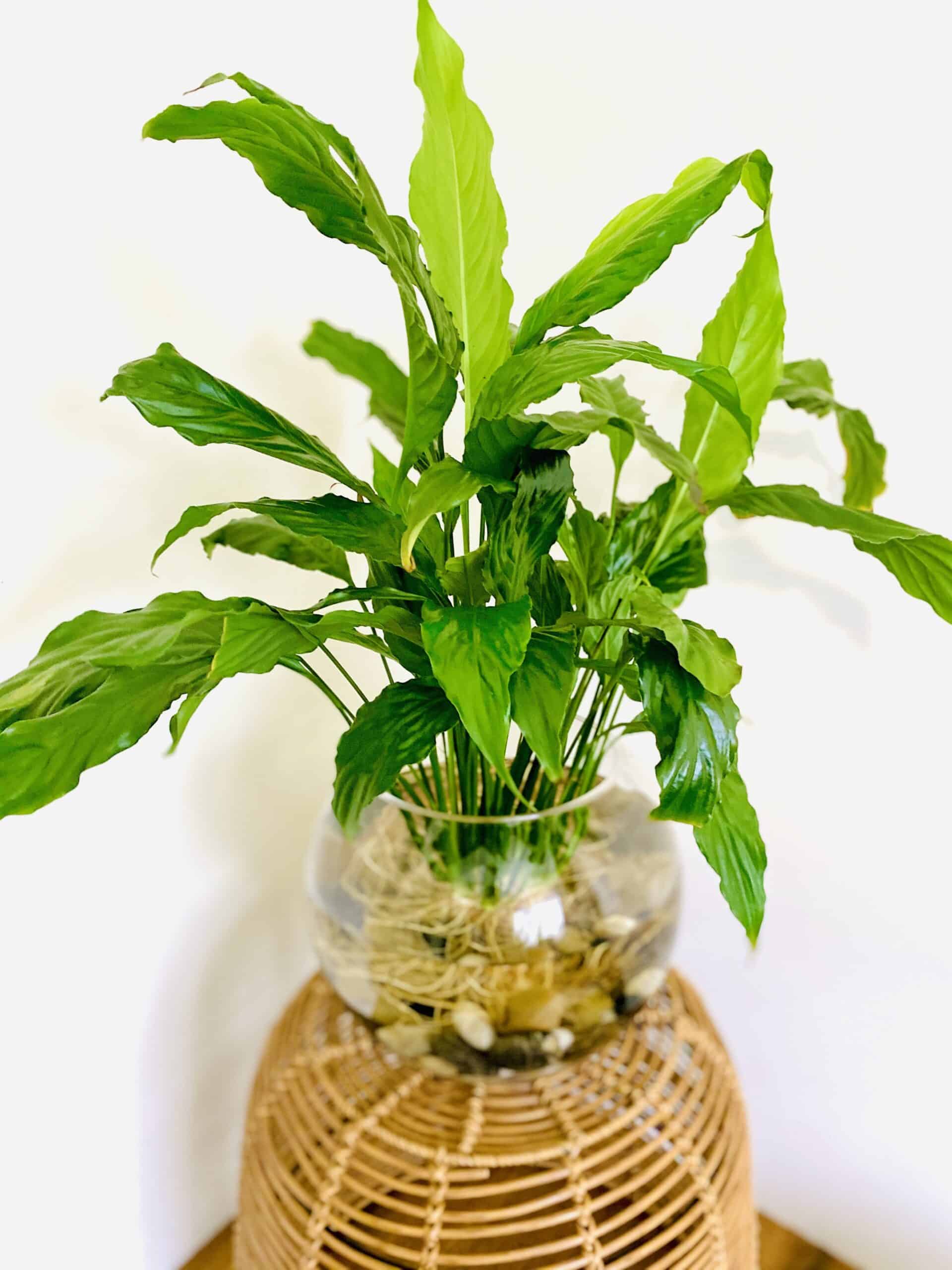 How to Propagate Peace Lily (Spathiphyllum)? Plants Craze