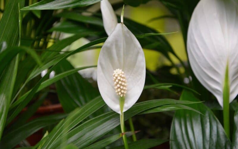 Beautiful Blooms of Peace Lily