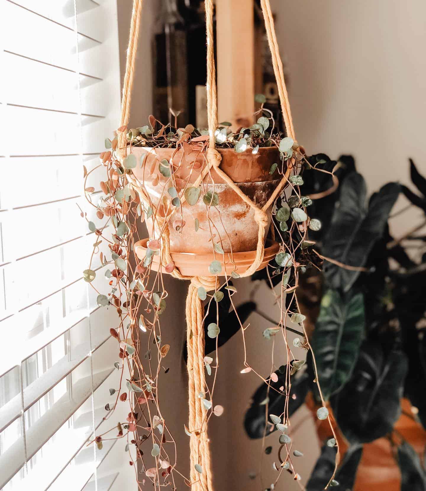 Image represents Peperomia Ruby Cascade growing on a hanging basket