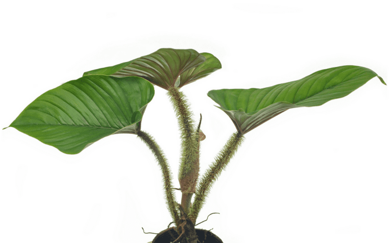 Philodendron Serpens