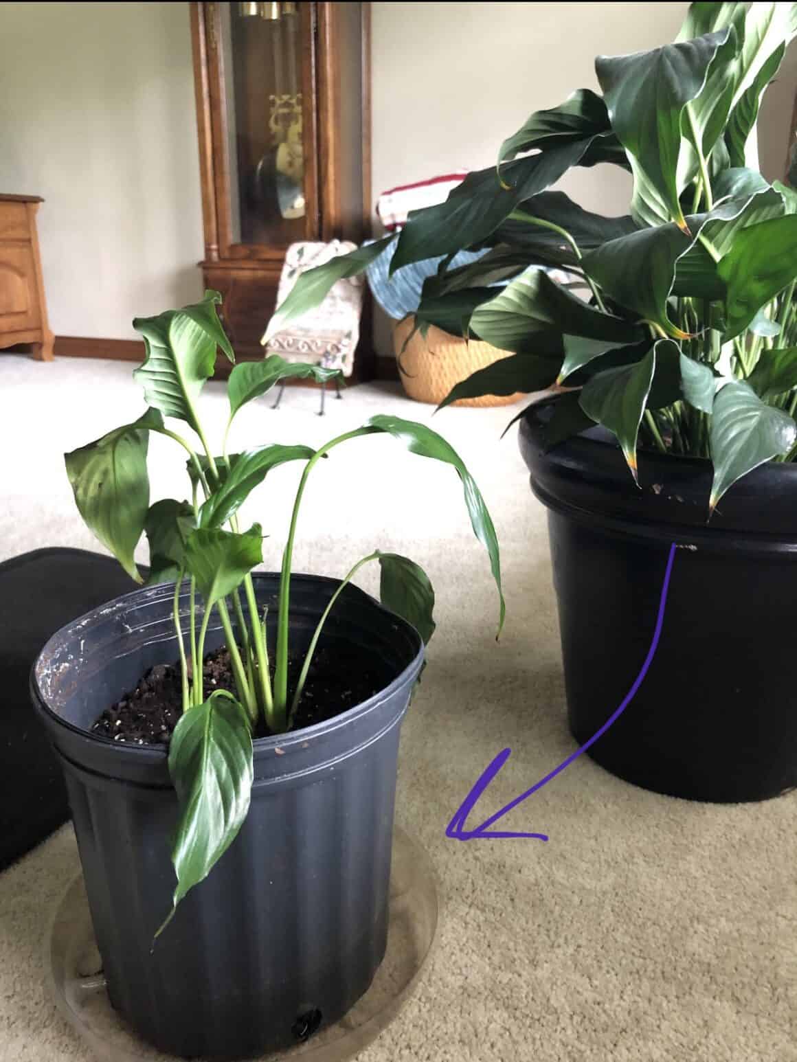 How to Propagate Peace Lily? [Stepwise Guidance] - Plants Craze