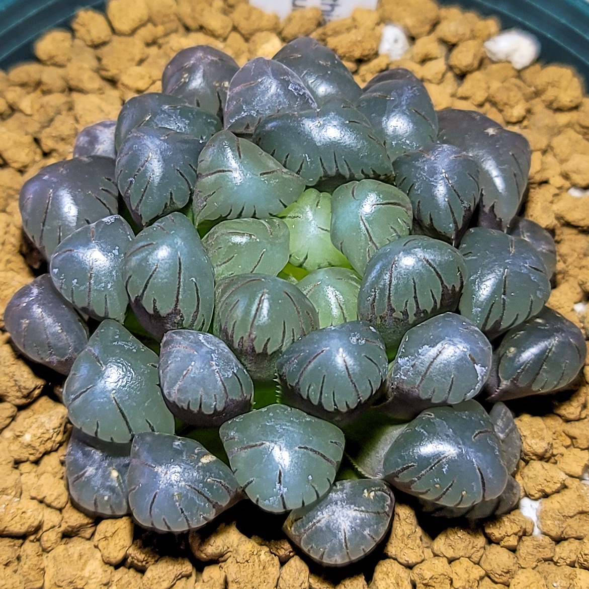 Image represents purple leaves of Haworthia plant