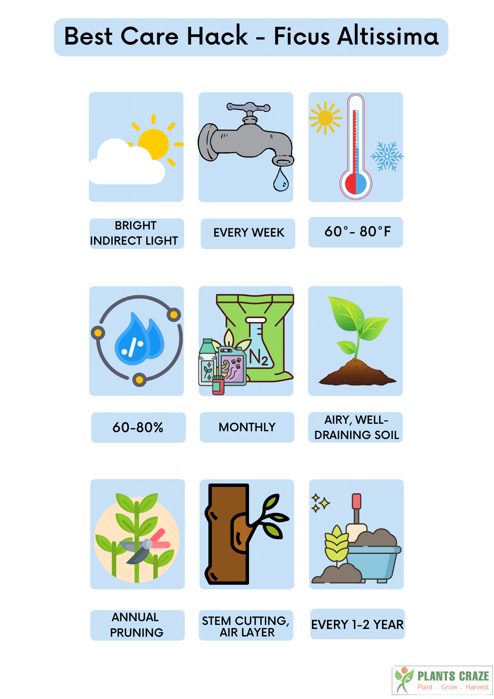 Image illustrates a quick care hack of Ficus Altissima