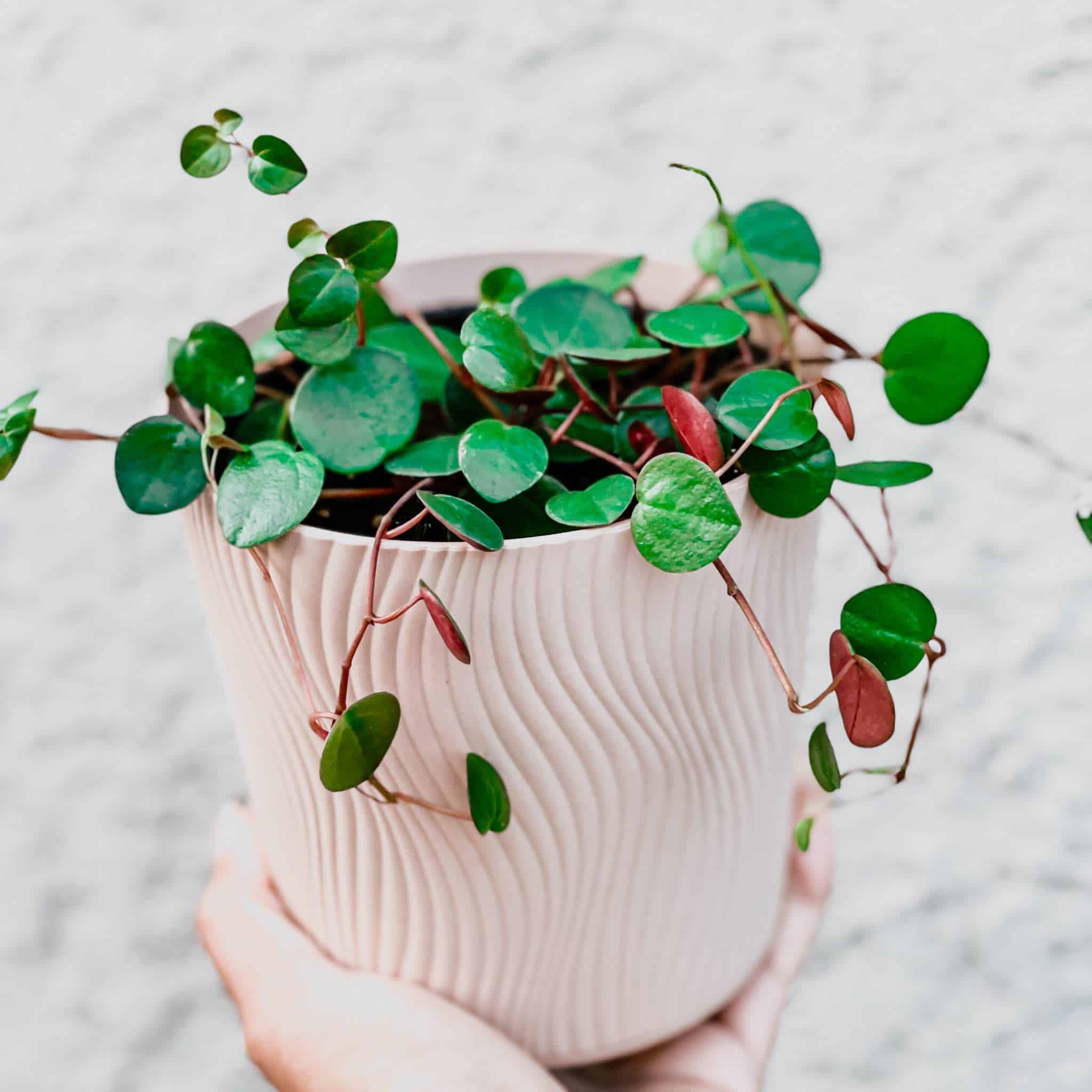 Image represents round leaves of Ruby Cascade Peperomia