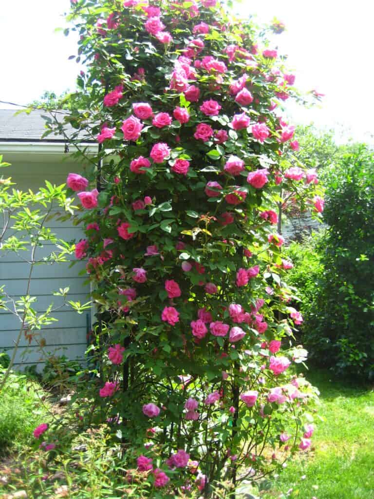 Why Roses Have Thorns? [Clearing All Queries] Plants Craze