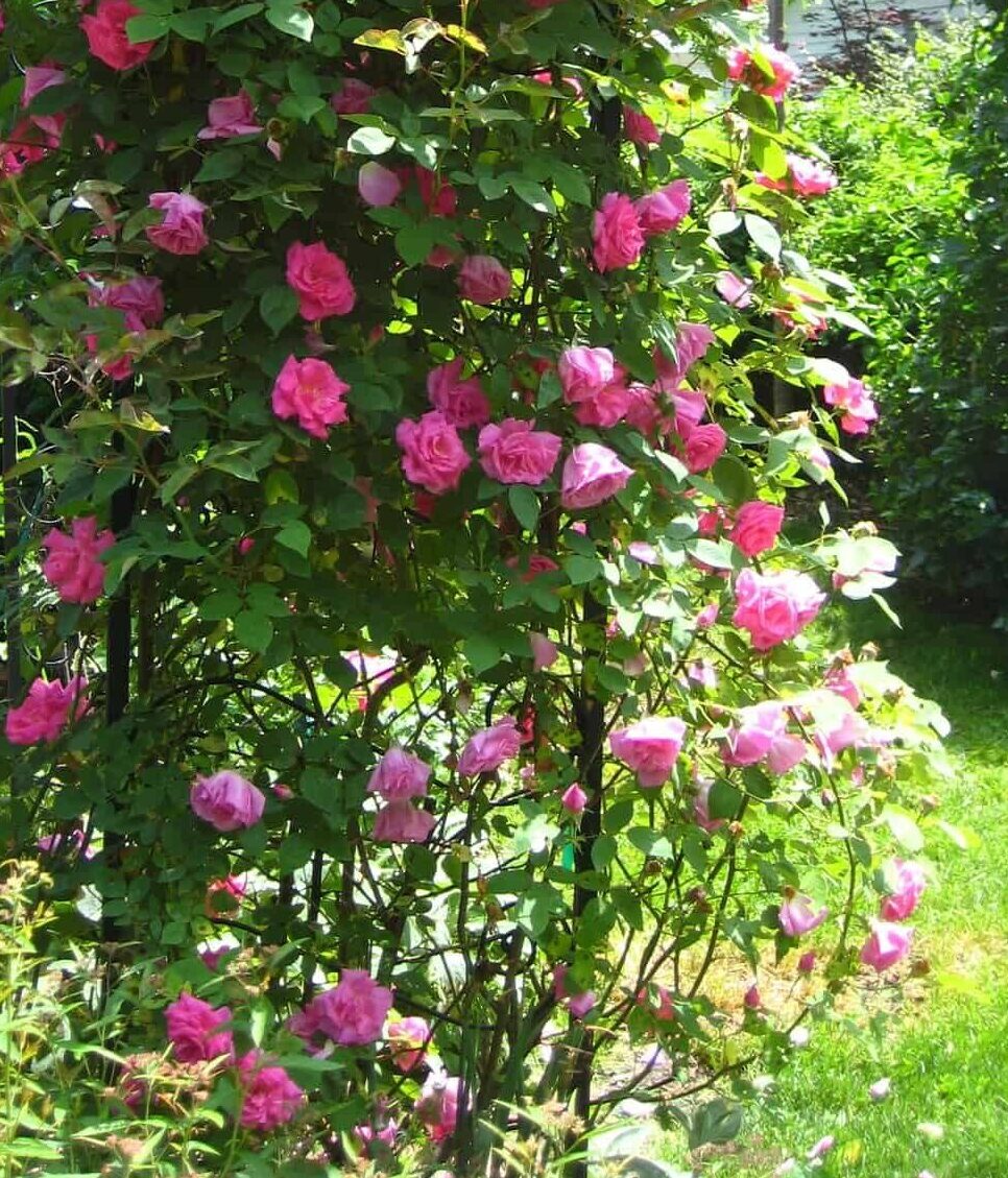 Image represents Zephirine Drouhin, a thornless rose variety