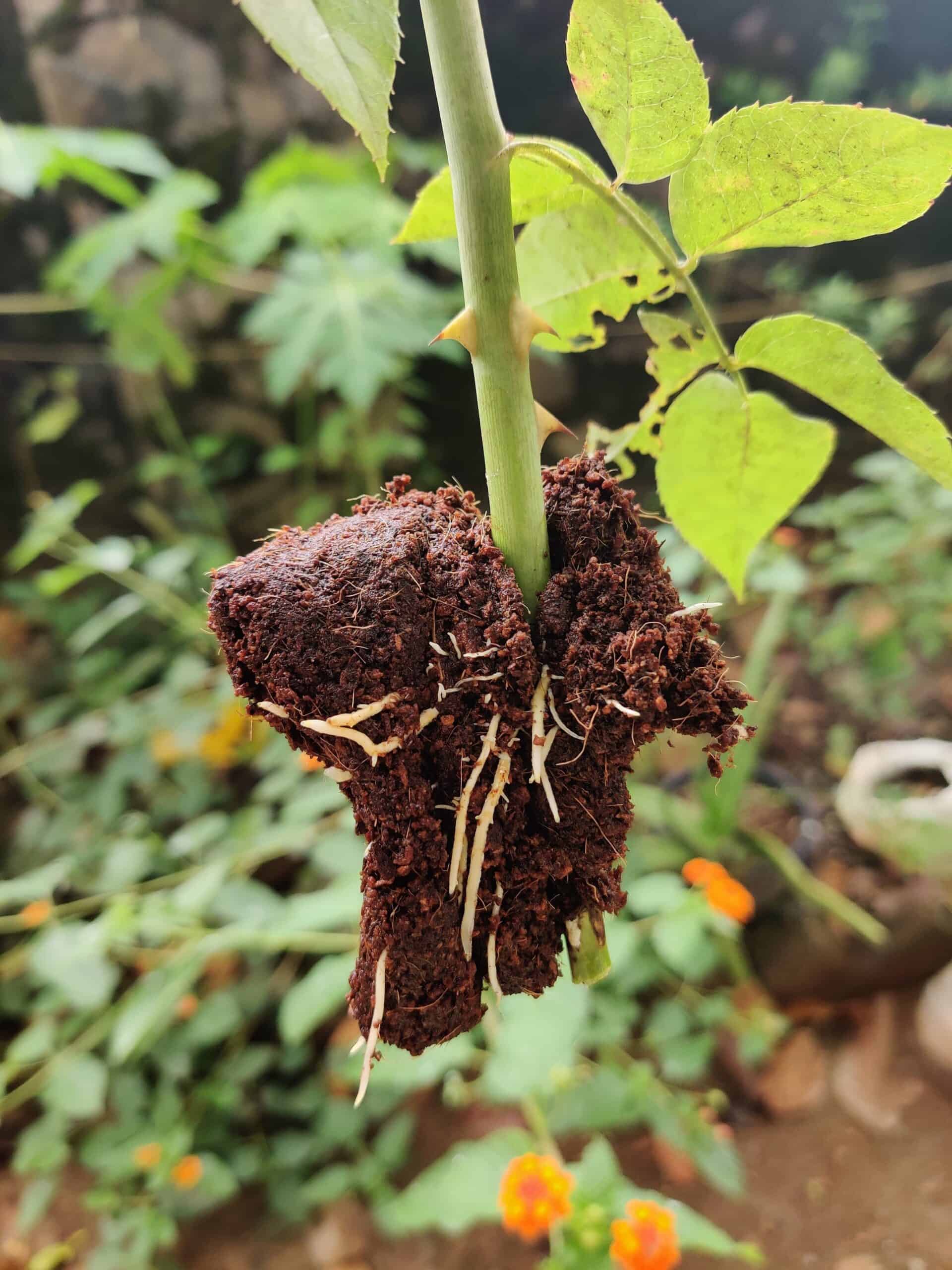 Air layering in plants