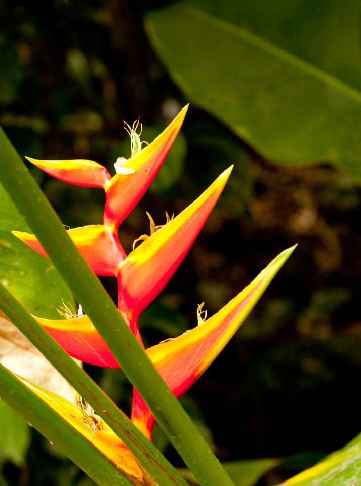 is bird of paradise toxic to dogs