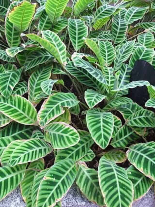 Common Calathea Plant Problems and their Solutions