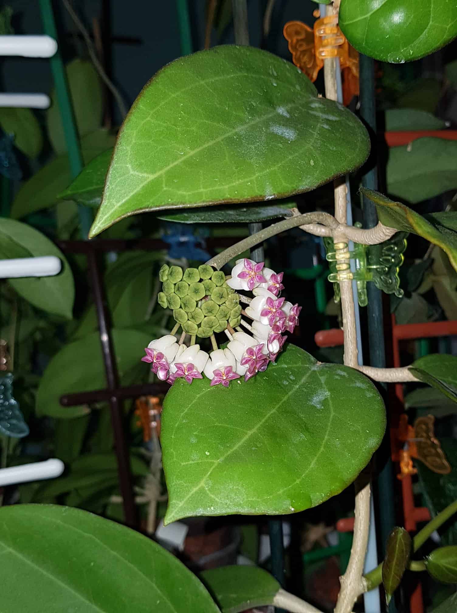 Hoya Seeds