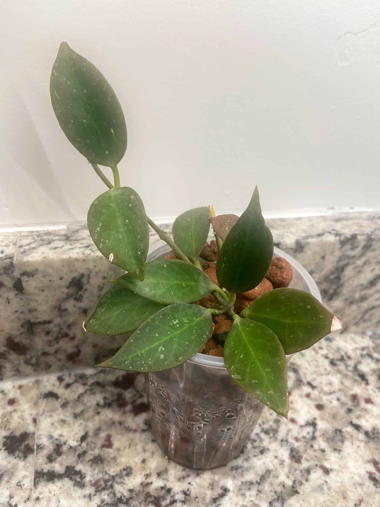 Image represents a small Hoya Sunrise in a planter