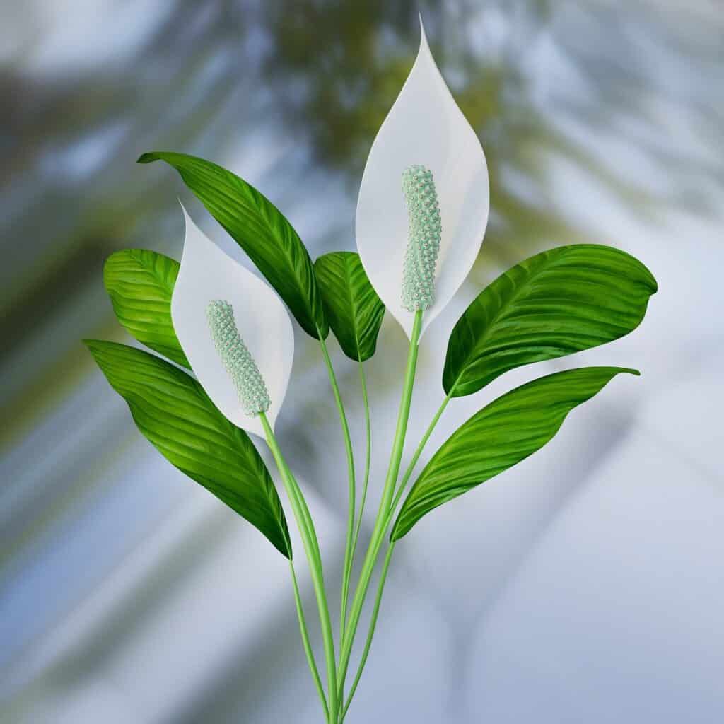 How to Propagate Peace Lily (Spathiphyllum)?