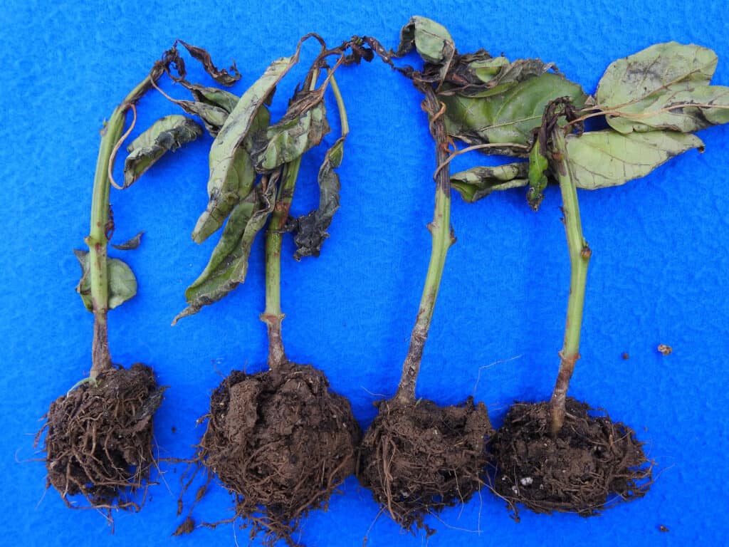 Root rot caused by Pythium species in four of the plant sample laid out on a blue base.