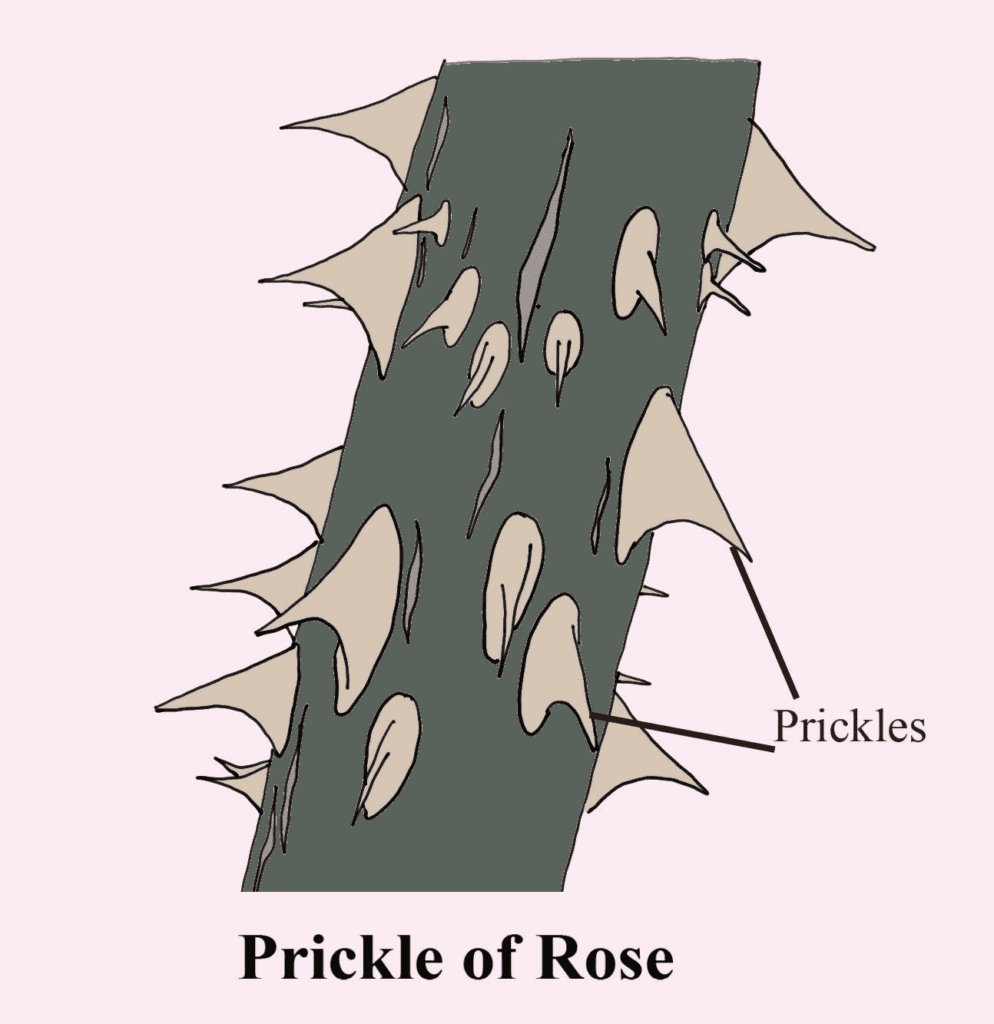 Why do Roses have Thorns? Plants Craze