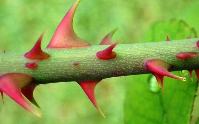 Prickles on a rose stem