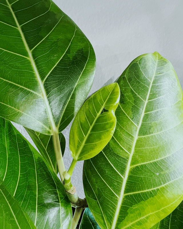 Image represents young leaf sprout of council tree