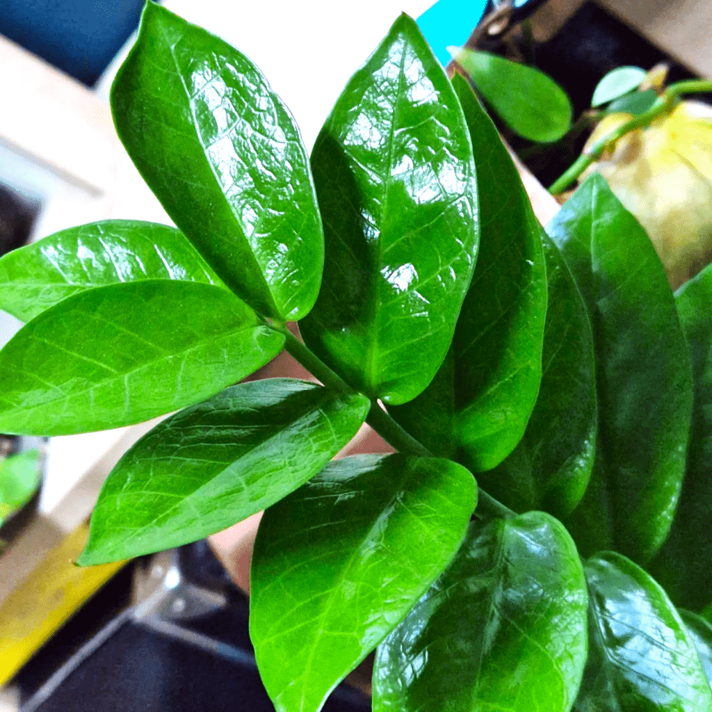 ZZ Plant Light Requirements All Queries Solved! Plants Craze