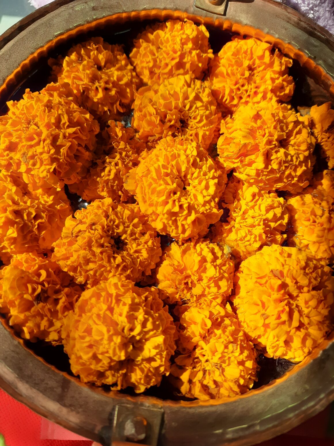 What is Eating my Marigolds? Revealed! Plants Craze