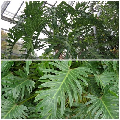 Philodendron Selloum leaves (top) and Philodendron Xanadu leaves (below).