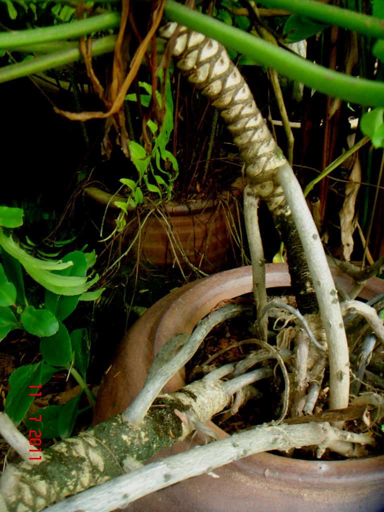 Philodendron Xanadu aerial roots