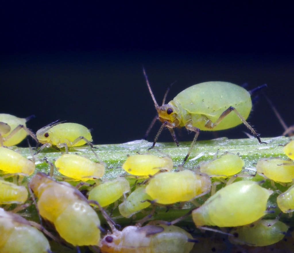 Small and Large Aphids.