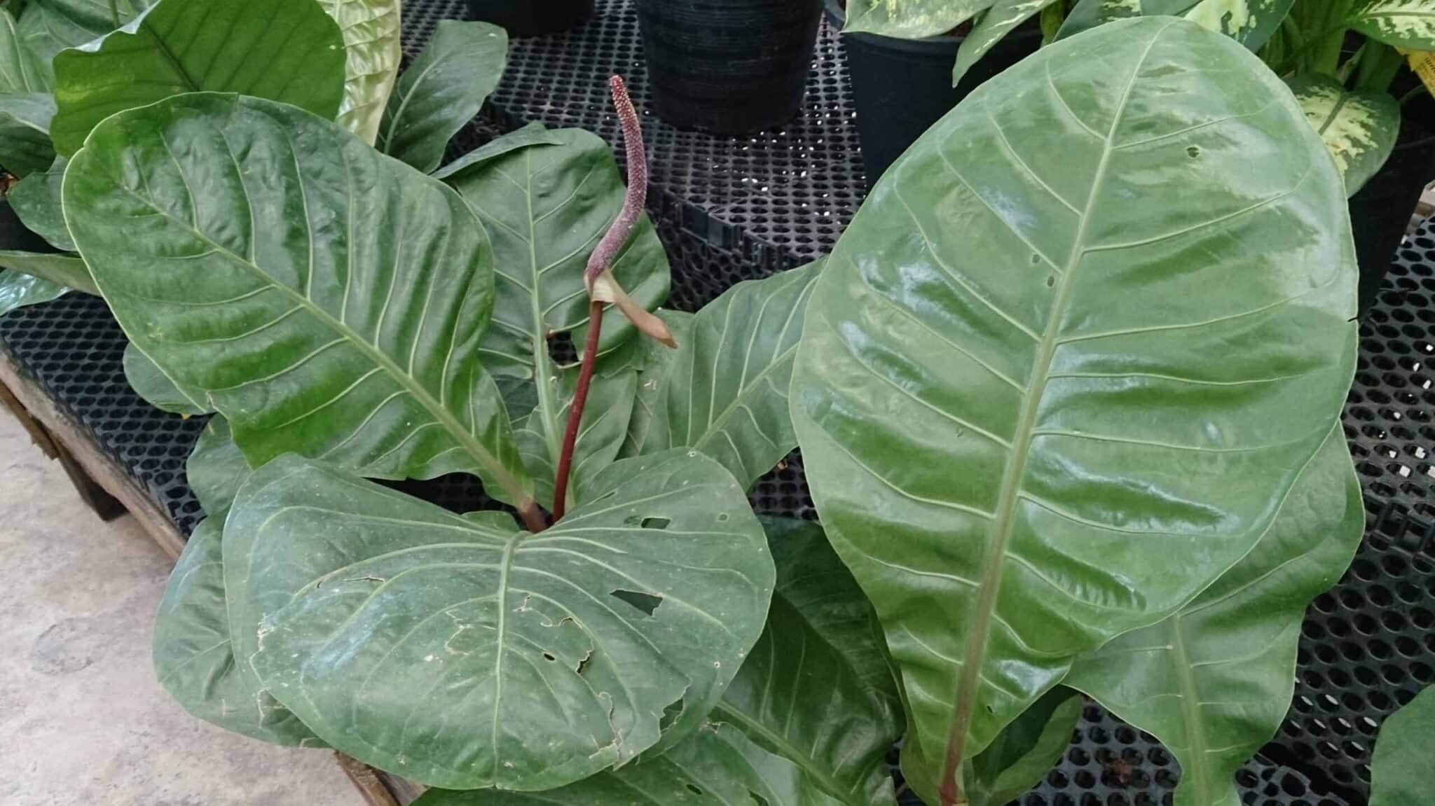 Anthurium hookeri