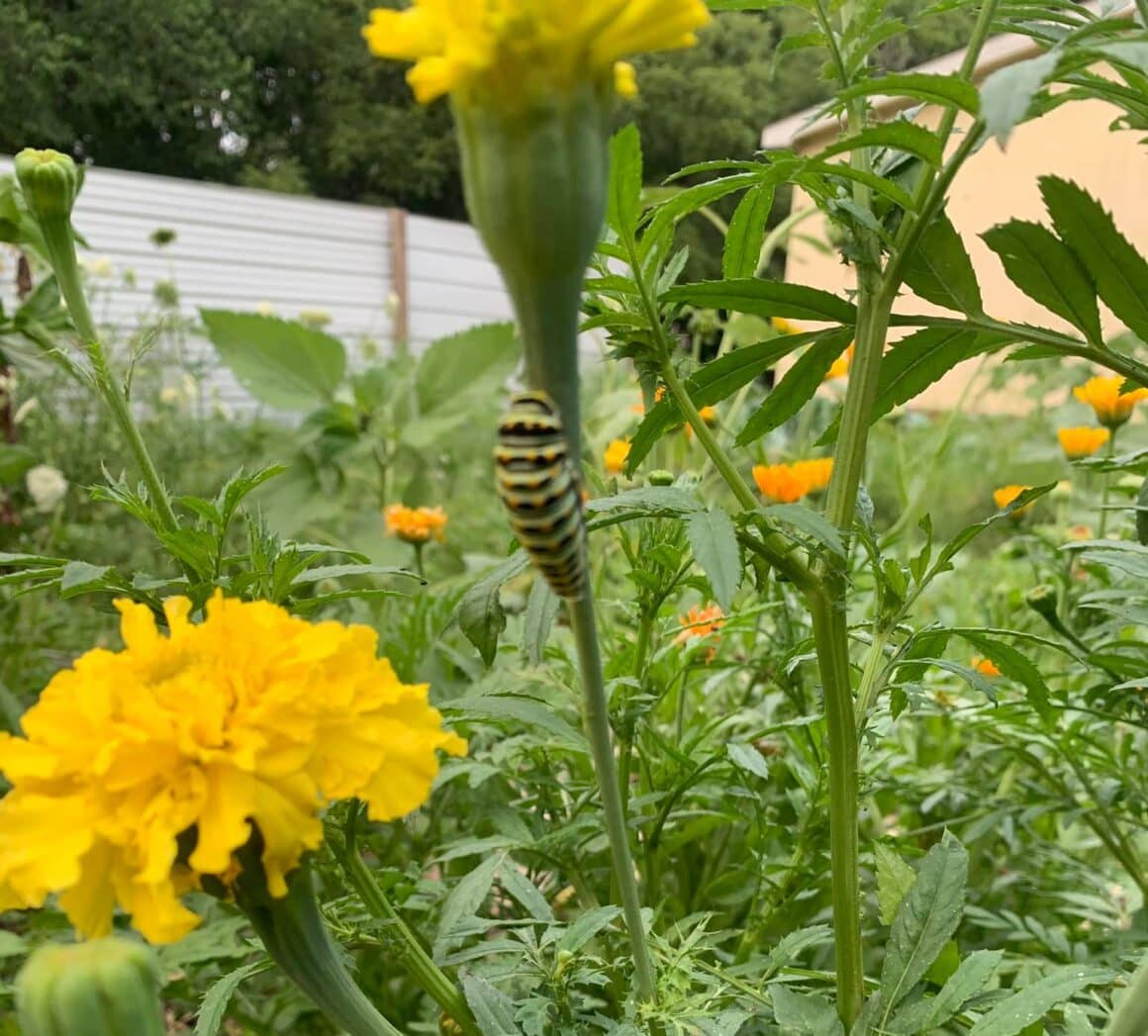 What is Eating my Marigolds? [7+ Culprits To Look Out For]
