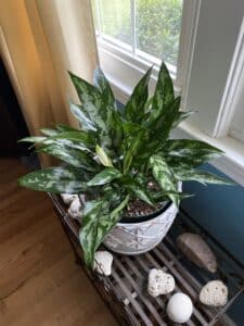 Chinese Evergreen 