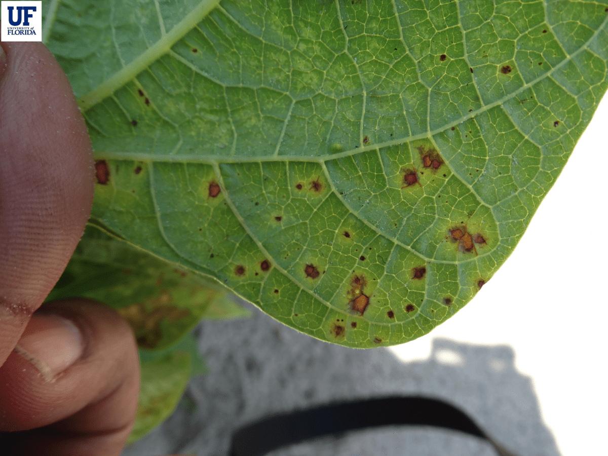 Common Bacterial Blight on Leaf