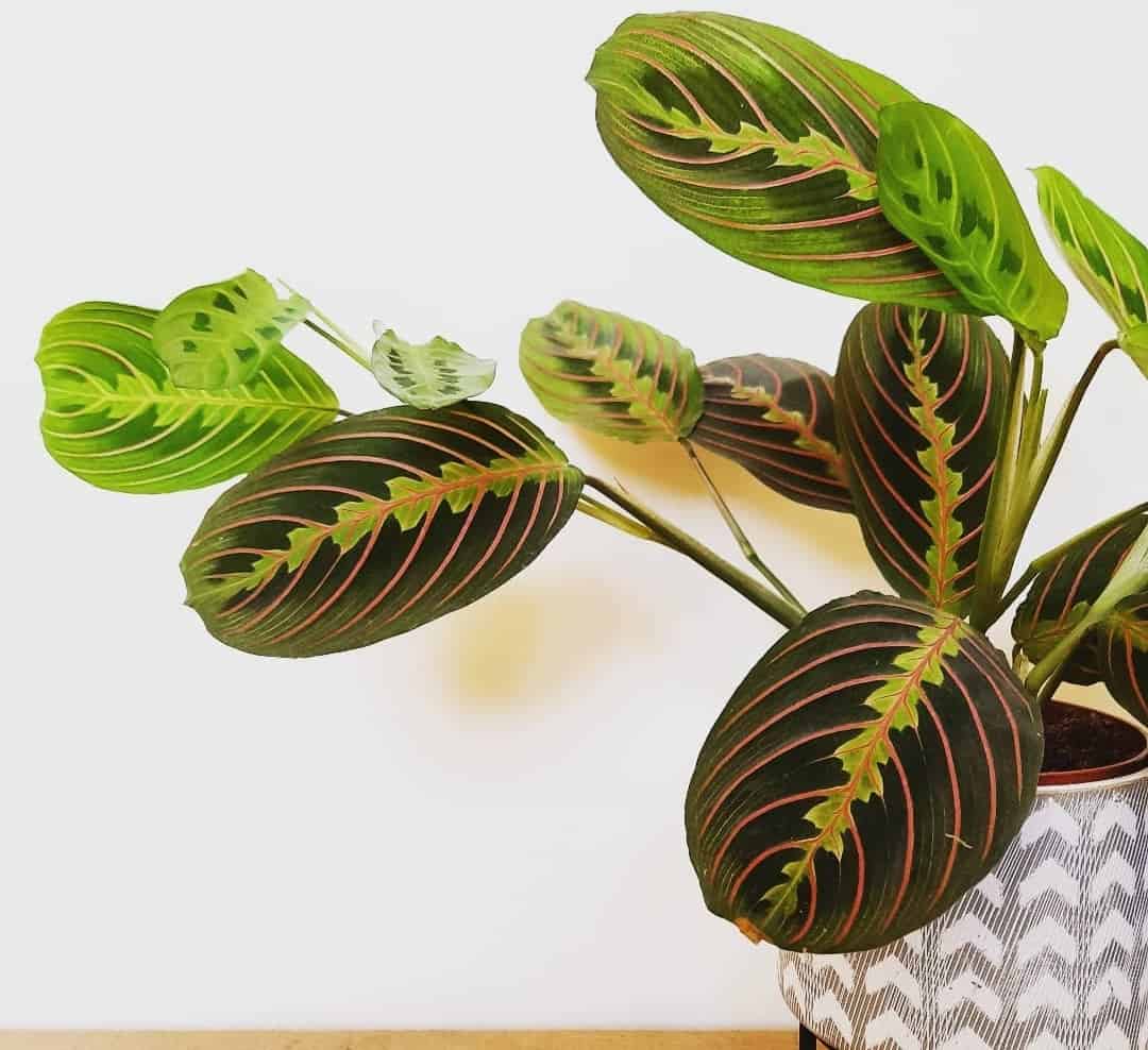 Underwatered Prayer Plant: Here's What to DO! - Plants Craze