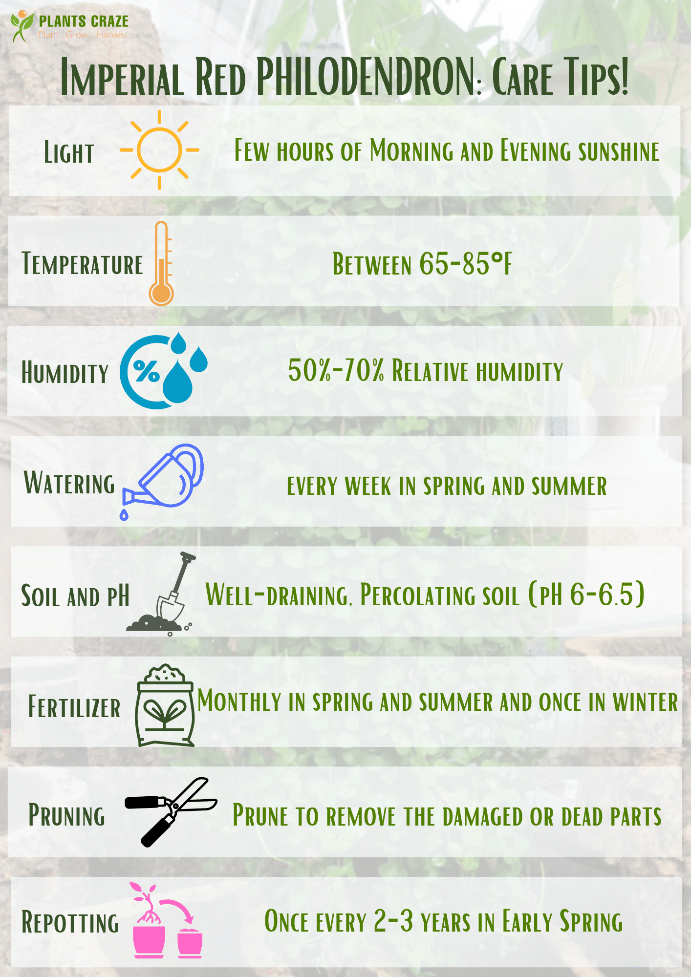 An illustration containing entire care tips for Imperial Red Philodendron.