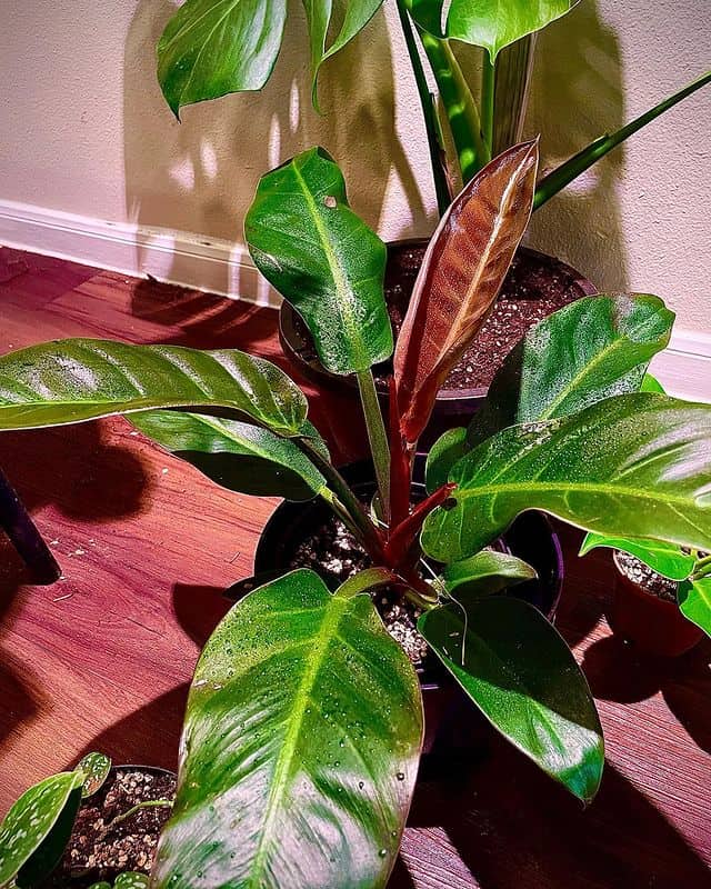 A potted Imperial Red Philodendron plant