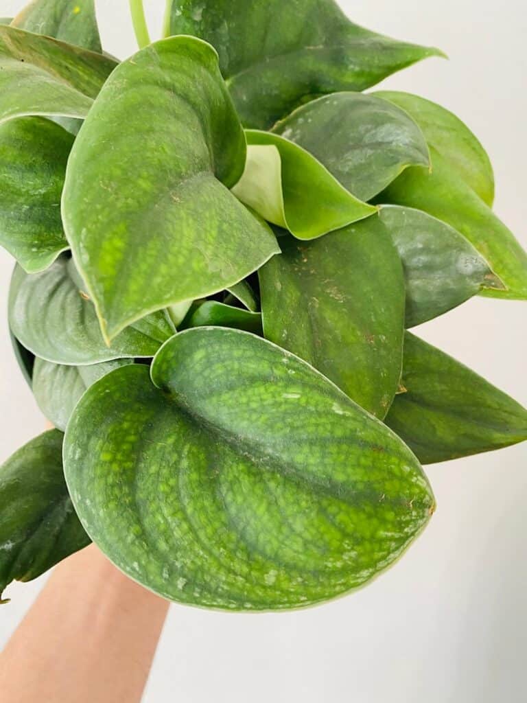 Jade Satin Pothos: Ultimate Grow & Care Guide - Plants Craze