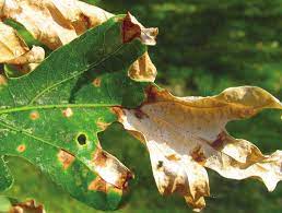 Leaf infected with Anacthrose