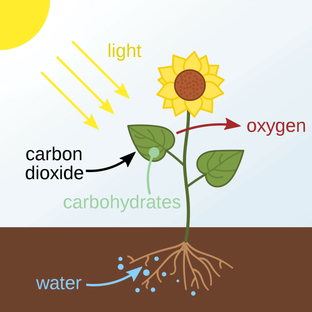 Light Requirement for Plant 